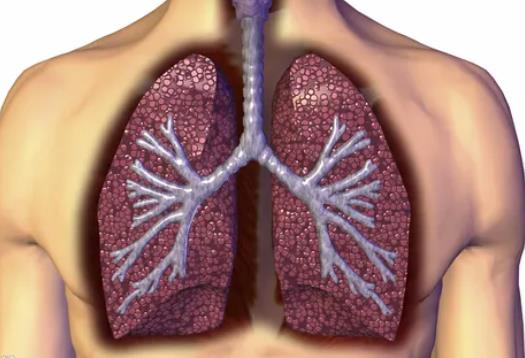 干細胞與特發性肺纖維化
