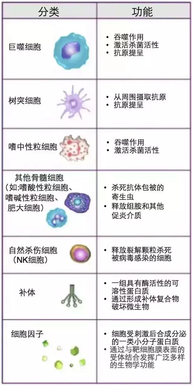 免疫細胞